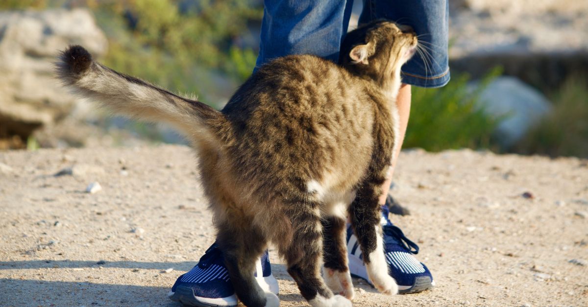 A cat rubbing affectionately against a person's legs upon their return.