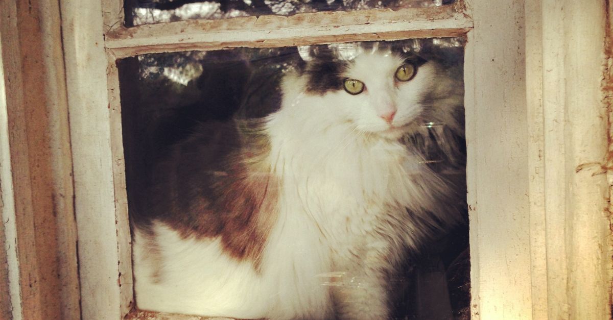 A cat sitting by a window, gazing outside.