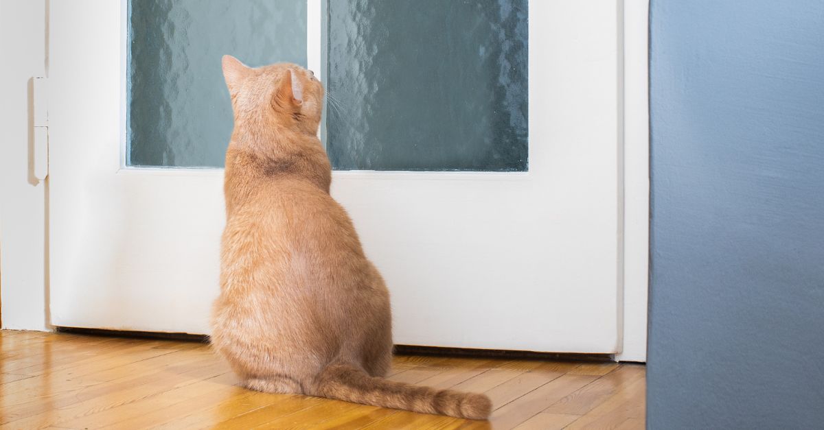 A cat sitting patiently by a door, looking towards it.