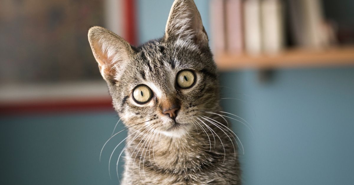 A curious orange tabby cat tilting its head looking directly at the viewer