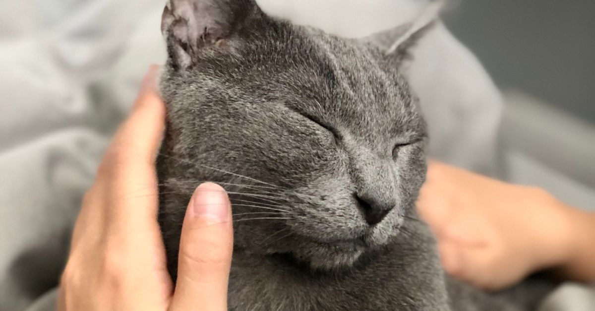 A person gently petting a happy, purring cat on their lap.