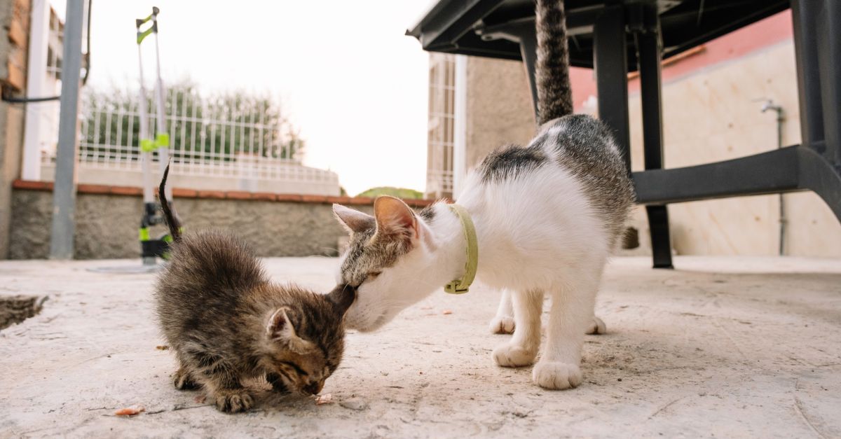 Two Cats sniffing cautiously