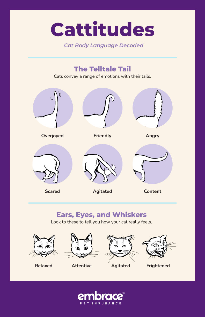 Cat body language.