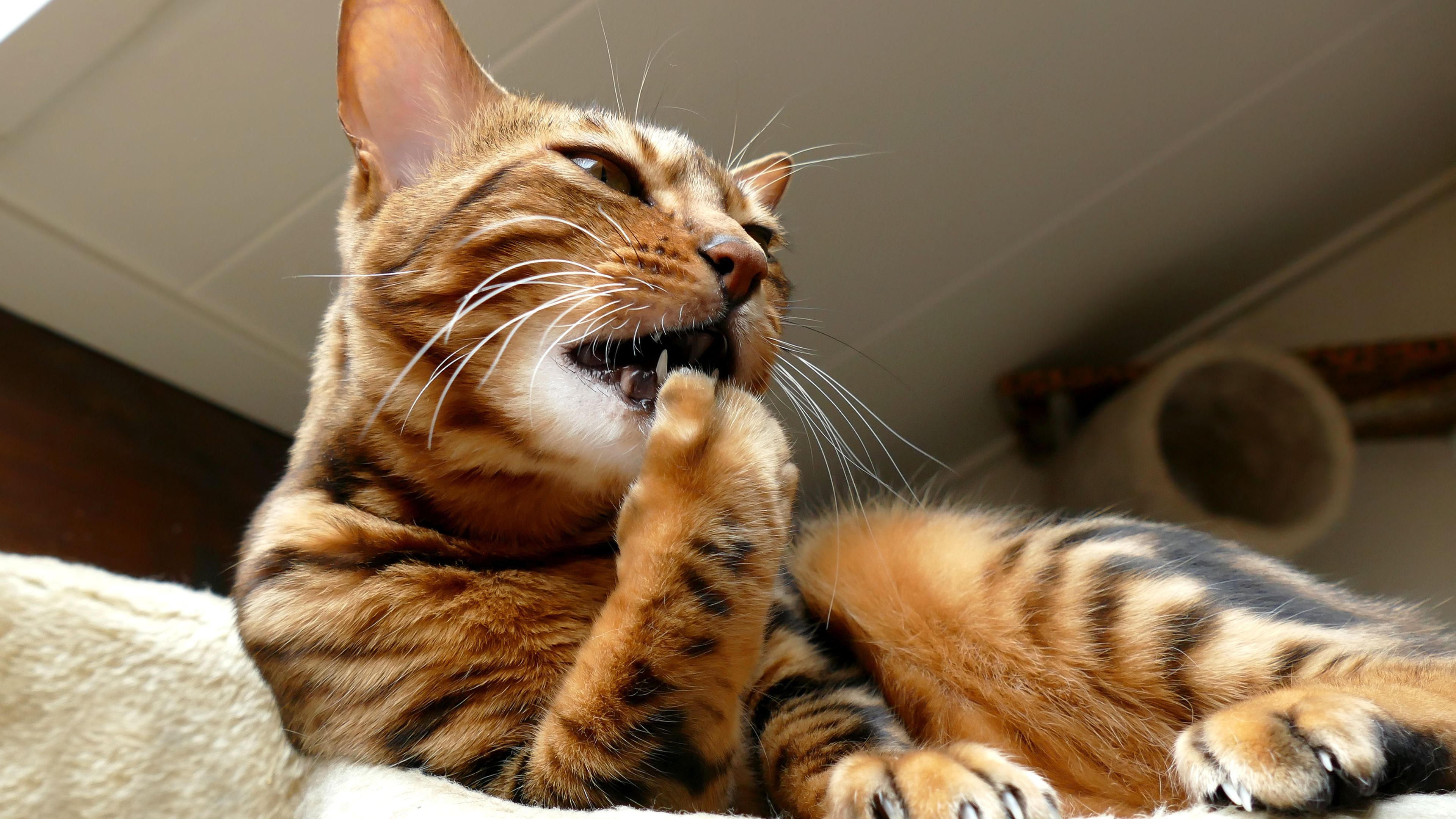Cat grooming itself, maintaining cleanliness.