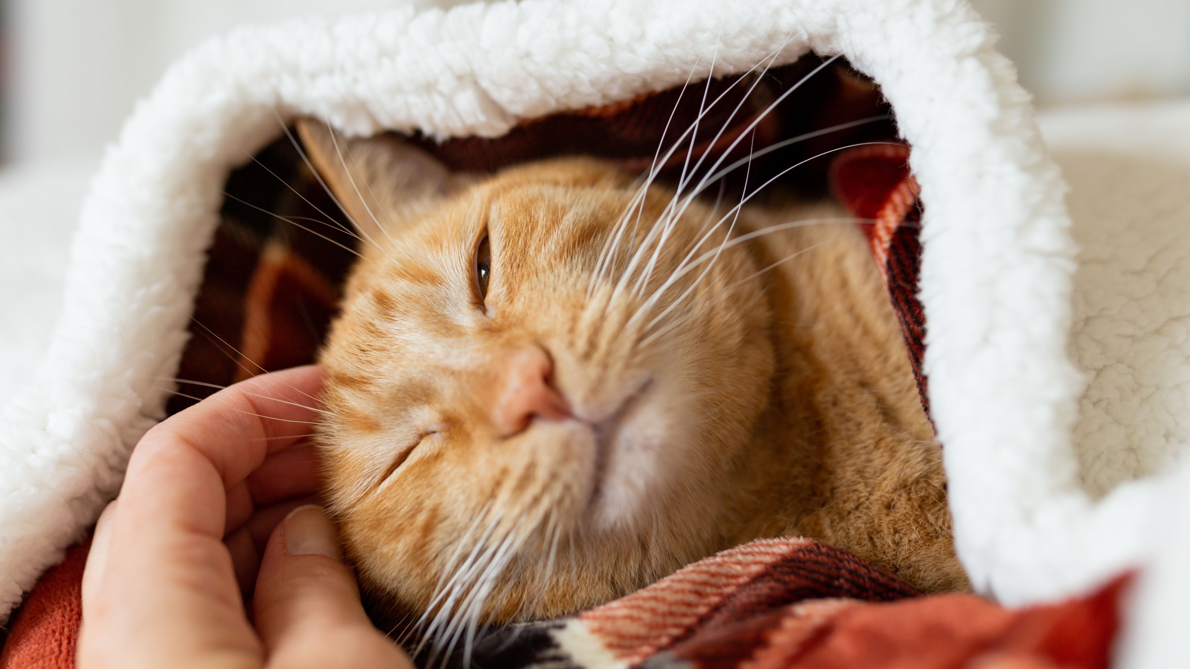 Cat performing a slow blink, a sign of feline affection.