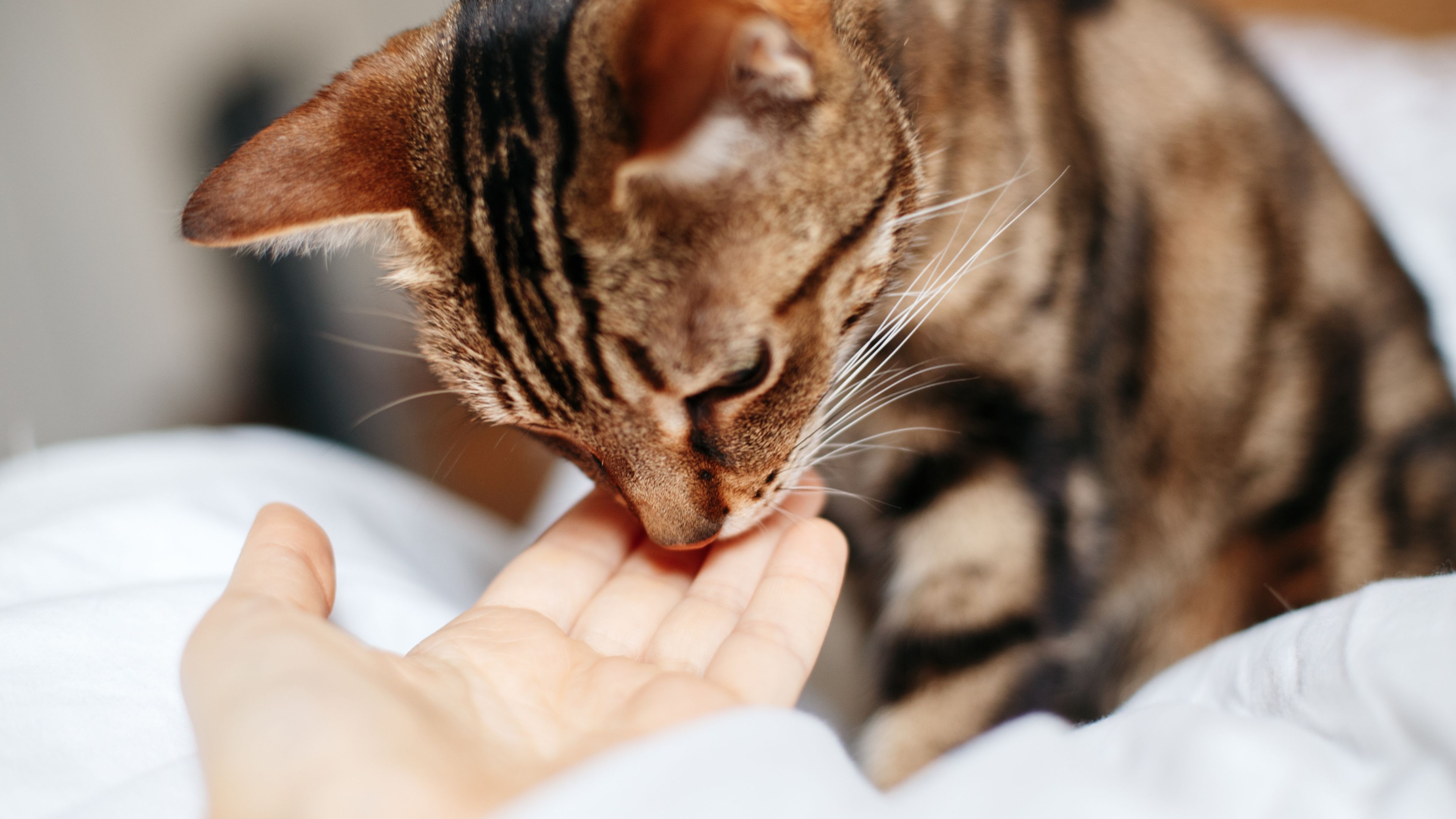 Cat sniffing, highlighting the importance of scent in feline communication.