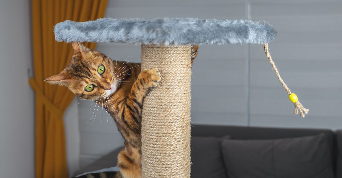 Cat using a scratching post