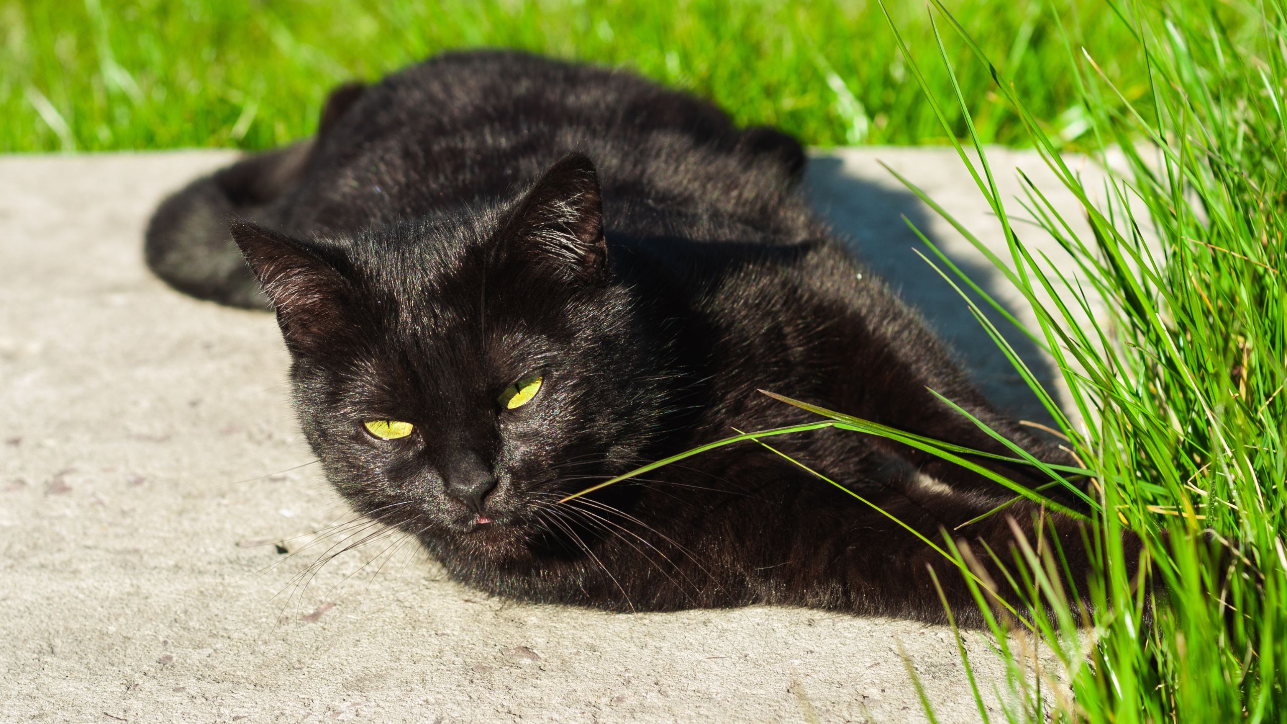 Cat with perked ears listening attentively