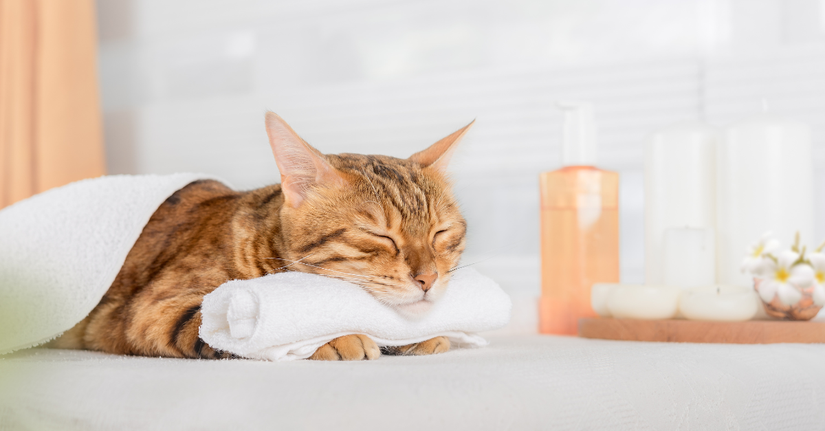 Cat with relaxed body language