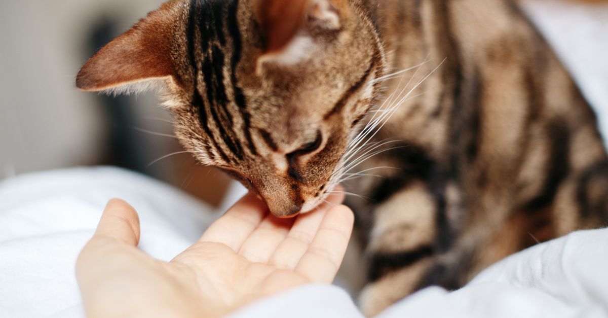 Close-up of a cat sniffing a person's outstretched hand.