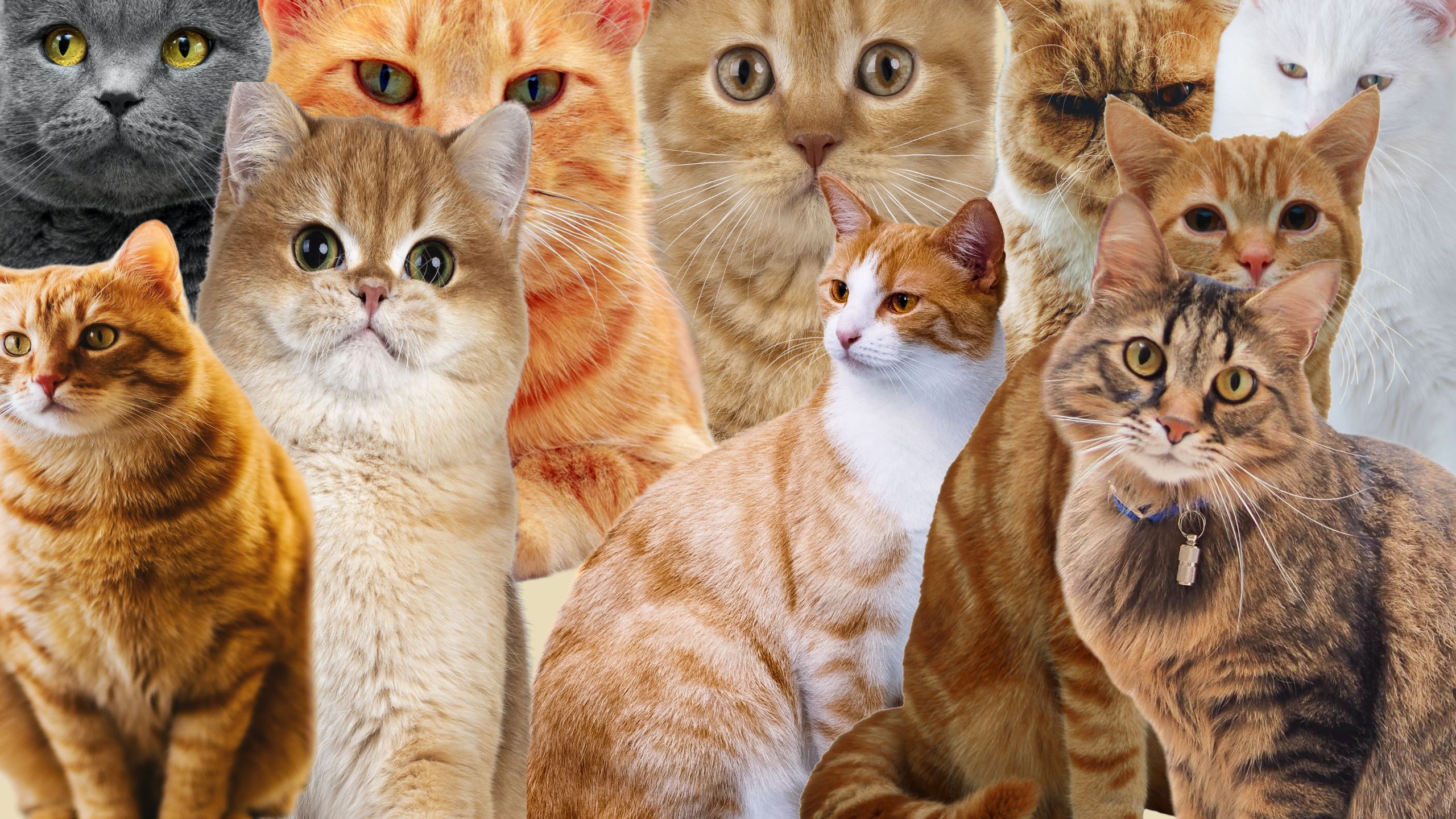 Collage showing various signs of cat affection: purring, kneading, head bunting, and slow blinking.