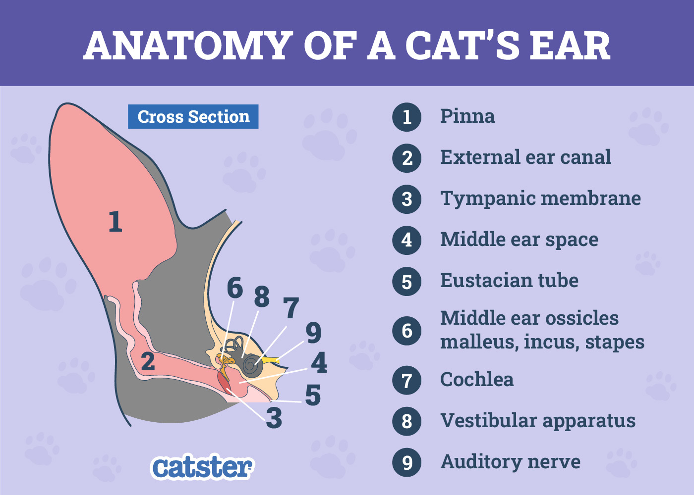 Diagram of a cat's ear, showing its structure and sensitivity