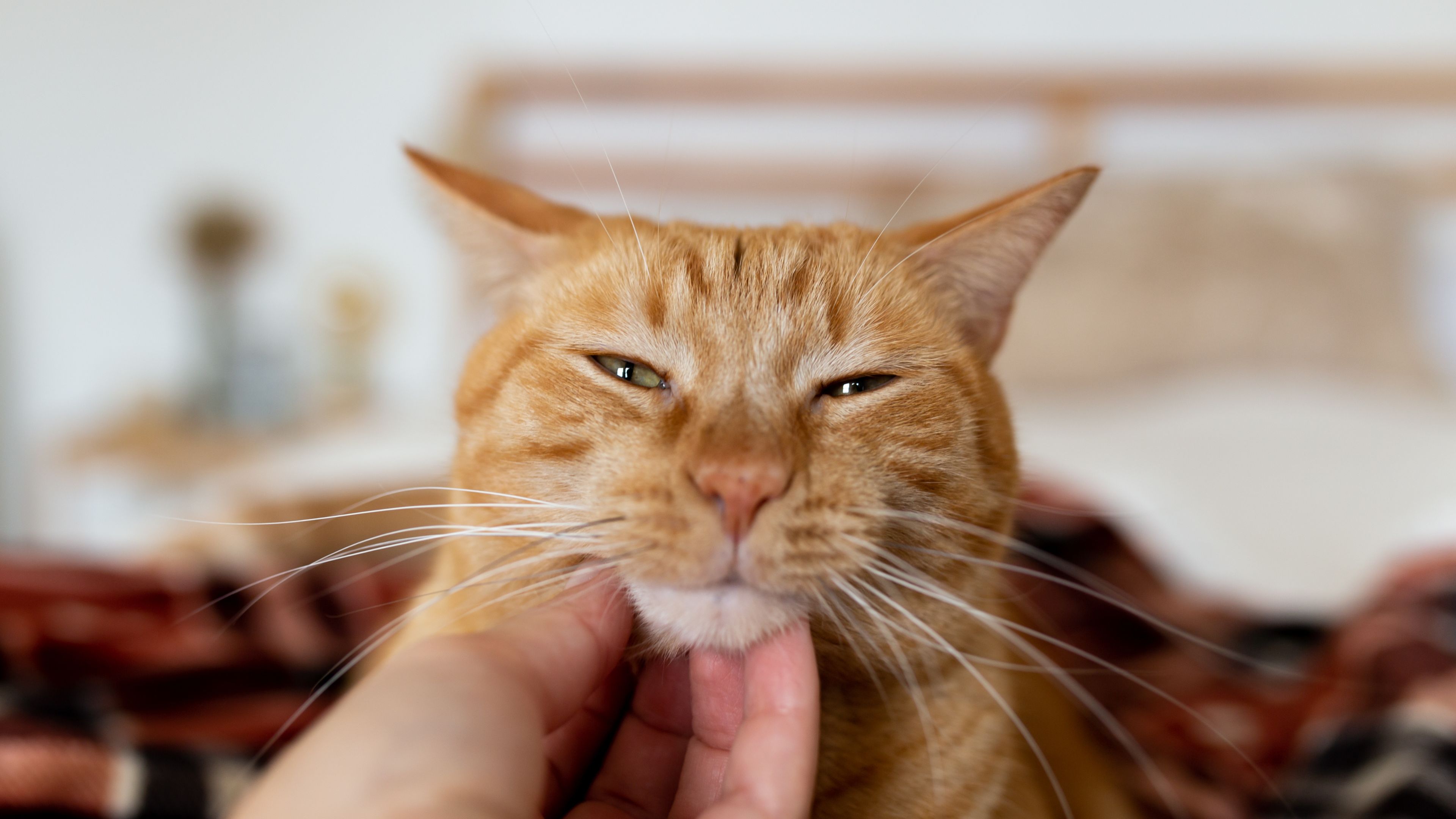 Person talking to their cat, illustrating communication