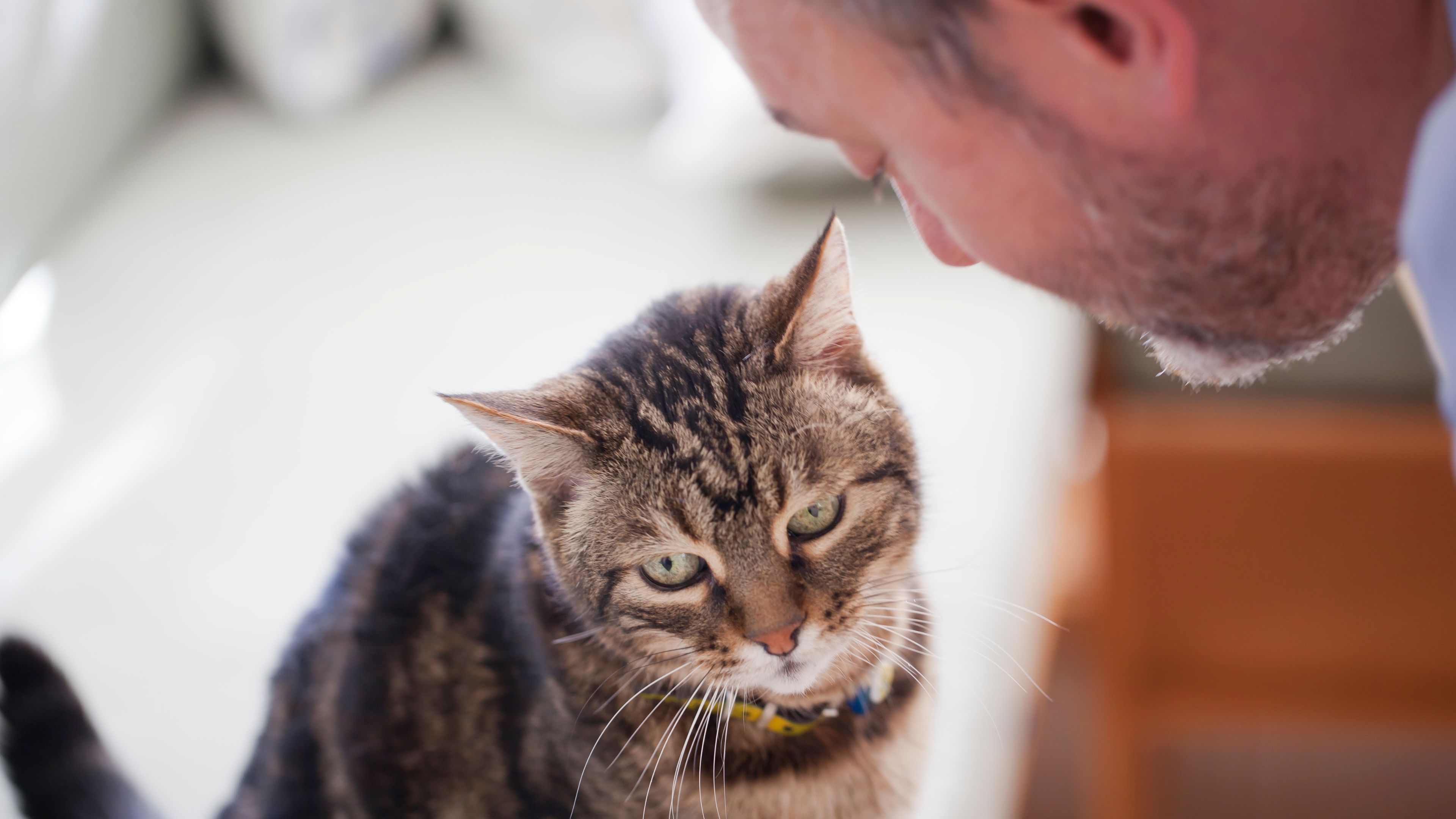 Person talking to their cat, illustrating communication