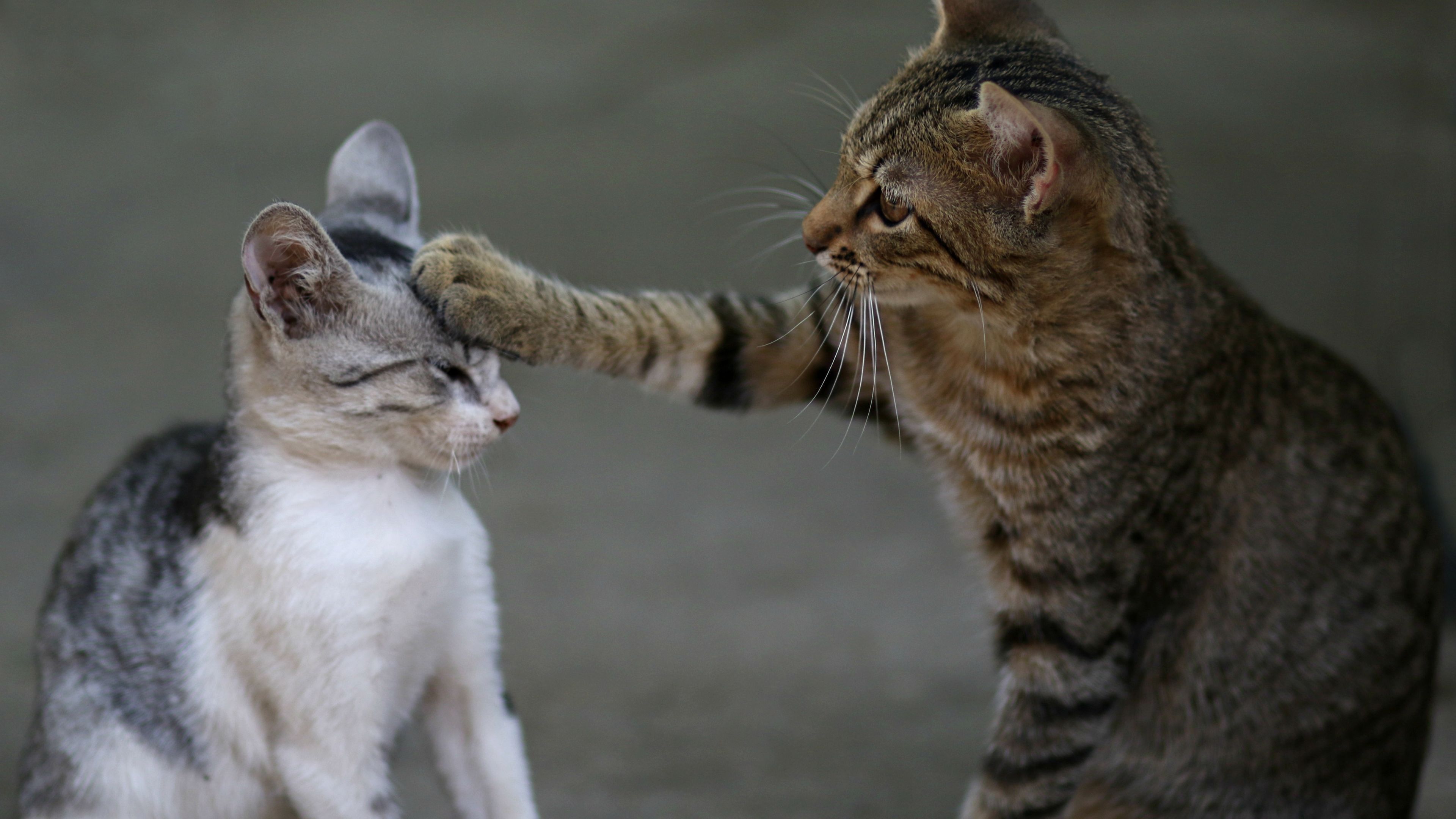 Two cats allogrooming, demonstrating social bonding.
