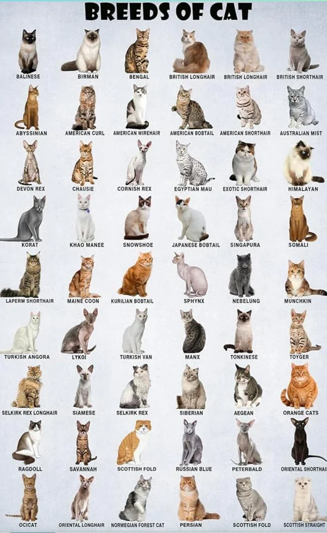 Various cat breeds, illustrating differences in appearance and temperament.